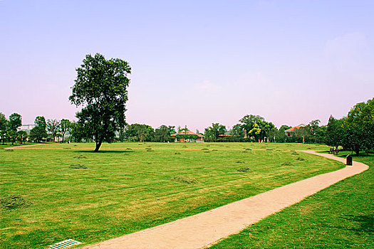 公园中的草坪