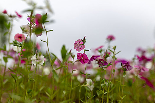 长春花花海