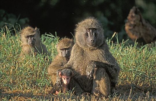 狒狒,东非狒狒,国家公园,肯尼亚,非洲