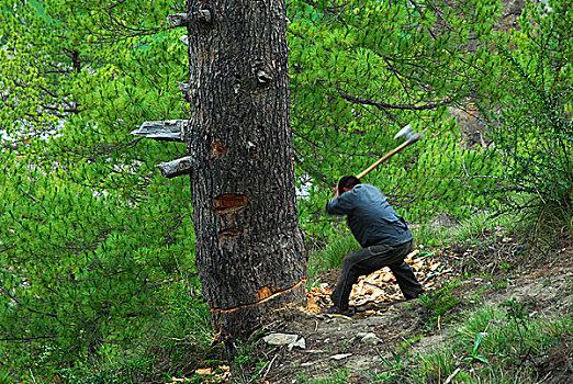 一个,男人,大树,地形,尼泊尔,七月,2009年