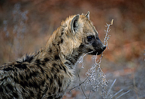 斑鬣狗,幼仔,玩,棍,克鲁格国家公园,南非