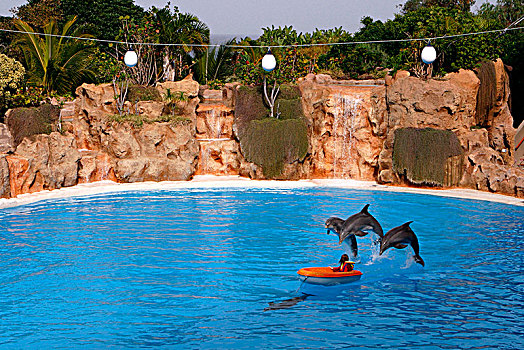 海豚,表演,公园,特内里费岛,加纳利群岛,2007年