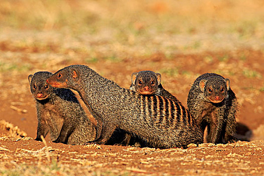 猫鼬,群,窝,克鲁格国家公园,南非,非洲