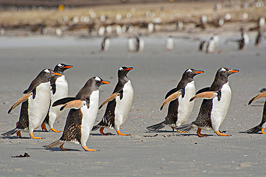 福克兰群岛,岛屿,线条,巴布亚企鹅,走,海滩