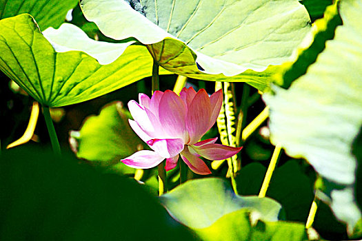 中国绿色荷叶衬托下的一朵粉红色荷花
