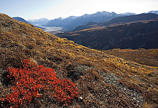 深秋,叶子,秋色,绵羊,山,河谷,冰河,山峦,克卢恩国家公园,自然保护区,育空地区,加拿大