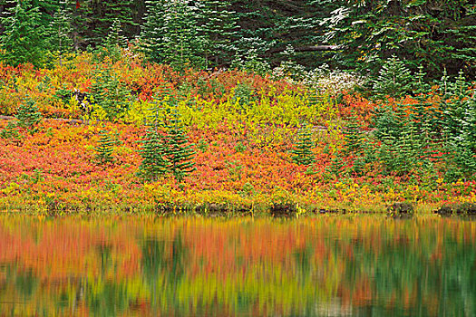 秋色,清新,粉末,松树,岸边,雷尼尔山国家公园,华盛顿