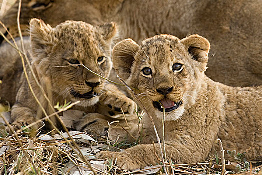 奥卡万戈三角洲,博茨瓦纳,特写,两个,幼狮