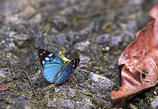 石头,蝴蝶,蓝色,哥斯达黎加,蓬塔雷纳斯,罐,动物,昆虫,翼,图案,彩色,漂亮,精美,坐