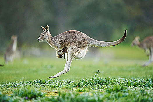 大灰袋鼠,灰袋鼠,草地,侧面视角,跳跃,跑,维多利亚,澳大利亚,大洋洲