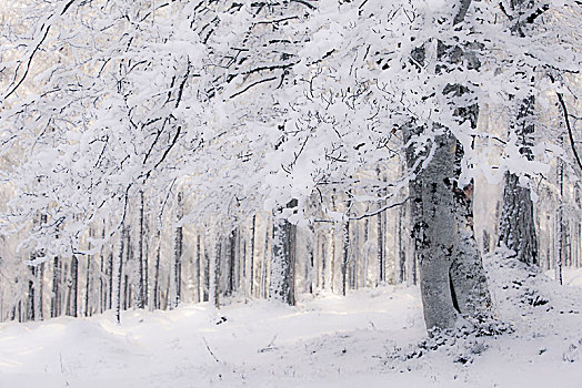 奥地利,提洛尔,冬日树林,初雪