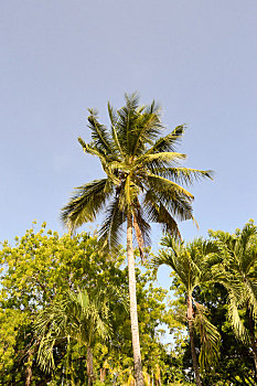 棕榈树,偏僻,蓝天