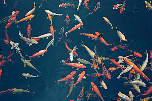 群,漂亮,红色,锦鲤,鲤鱼,鱼,深色背景,象征,幸运,繁荣,日本