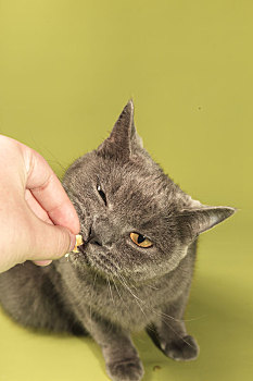 一直灰色的英国短毛蓝猫