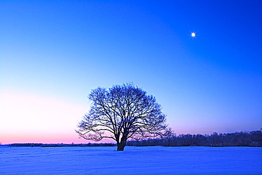 日本,榆树,白霜,月亮,黎明