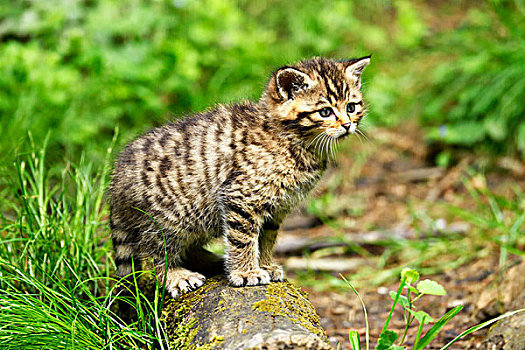 幼兽,欧洲,野猫科动物,斑貓,瑞士