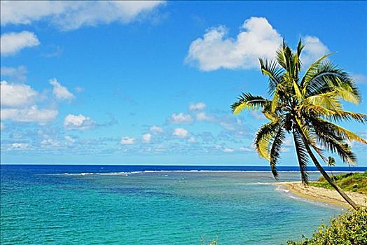 斐济,蓝色,青绿色,海洋,棕榈树,沙滩