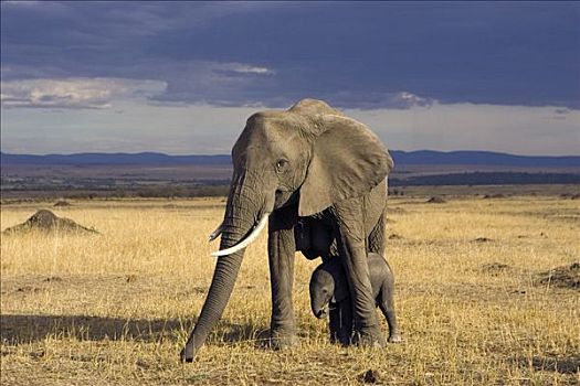 非洲象,母亲,马赛马拉,肯尼亚