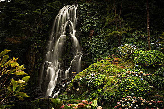 瀑布,正面,绣球花,八仙花属,公园,自然,亚速尔群岛,葡萄牙,欧洲