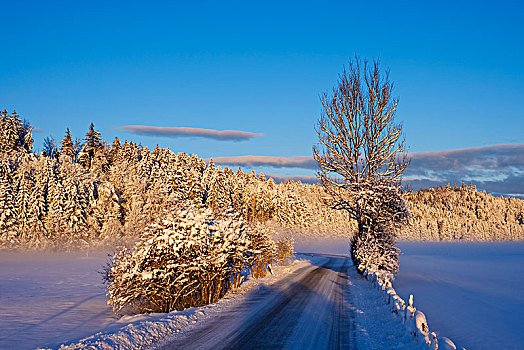 雪,乡间小路,早晨,亮光,上巴伐利亚,巴伐利亚,德国,欧洲