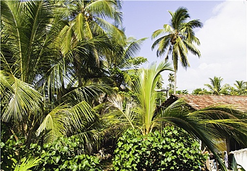 看,棕榈树,希卡杜瓦,斯里兰卡