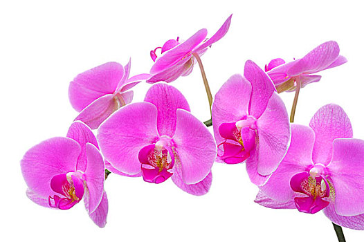 兰花,紫红色,特写