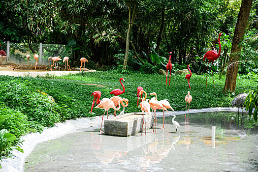 野生动物园里人工饲养的粉红色火烈鸟群