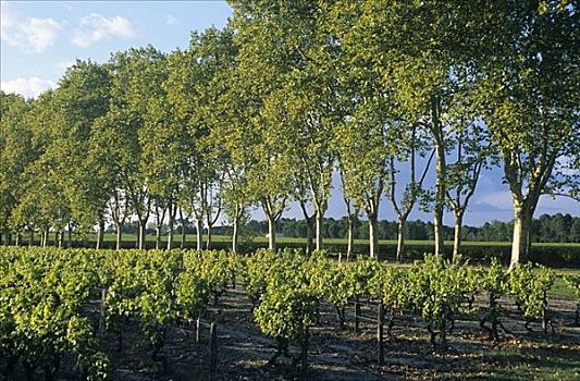 葡萄种植,靠近,波尔多,法国