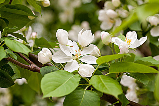 苹果花,蔷薇科