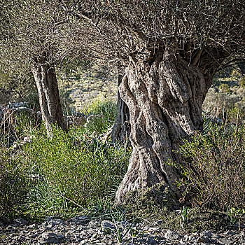 老,橄榄树,马略卡岛,巴利阿里群岛,西班牙