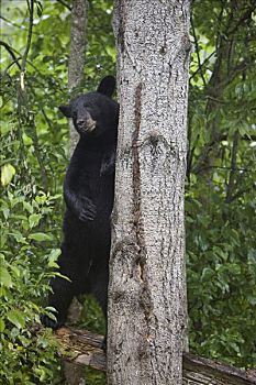 黑熊,美洲黑熊,幼小,站立,树林,明尼苏达