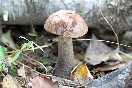 牛肝菌,蘑菇,树林