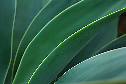 龙舌兰属植物,夏威夷,美国