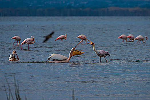 肯尼亚纳库鲁国家公园火烈鸟和鸬鹚抢鱼