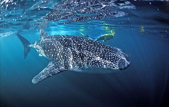 雌性,水下呼吸管,鲸鲨,吉布提,非洲,亚丁湾,海湾