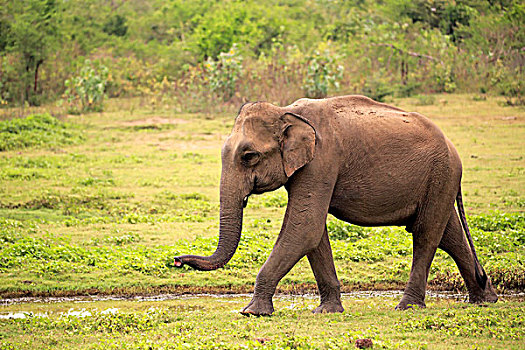斯里兰卡人,大象,象属,成年,雄性,嗅,跑,国家公园,斯里兰卡,亚洲