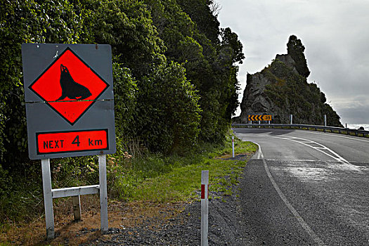 海豹,警告标识,沿岸,道路,马尔伯勒,南岛,新西兰