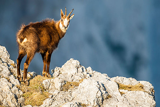 岩羚羊,臆羚,站立,落基山脉,贝希特斯加登阿尔卑斯山,奥地利,欧洲