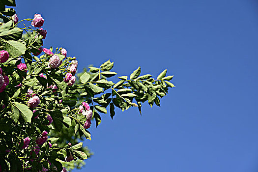 花树