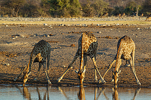 南非,长颈鹿,三个,雌性,喝,水潭,夜光,埃托沙国家公园,纳米比亚,非洲