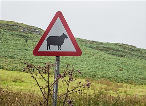 路标,警告,绵羊,穿过