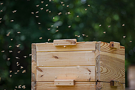 蜜蜂,飞,蜂巢,农场