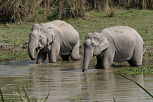 亚洲象,雄性动物,饮用水