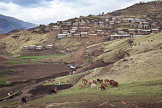 埃塞俄比亚,牧群,山羊,乡村,塞米恩国家公园