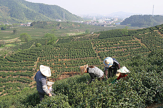 杭州,西湖龙井茶采茶季节