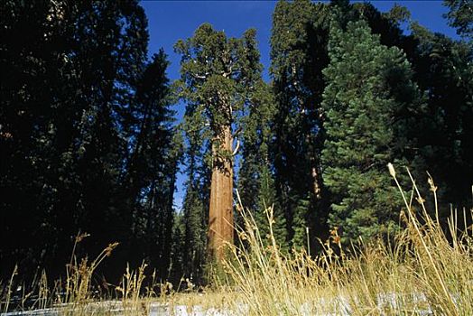 巨杉,树林,国家公园,加利福尼亚