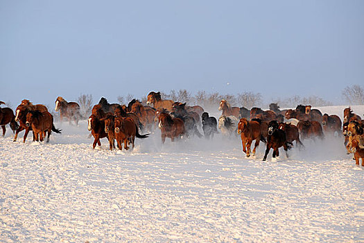 冬季的牧场骏马奔腾