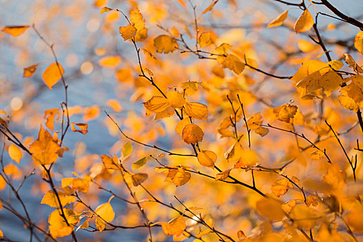 桦树,枝条,秋色,自然,背景