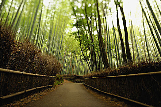 道路,竹子,树,日本