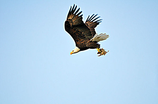 白头鹰,海雕属,雕,飞行,爪,靠近,湾,不列颠哥伦比亚省,加拿大